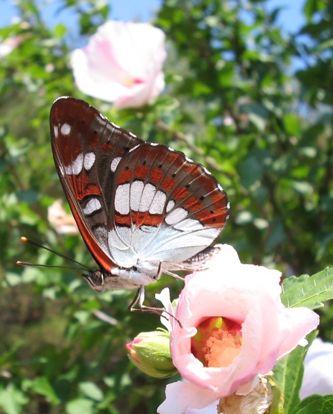 Limenitis reducta : farfalla dall''isola di Cres